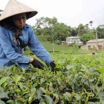 Người nghèo ở huyện Tân Sơn vay vốn chính sách trồng chè sạch