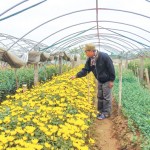 Nông dân Thái Bình sử dụng vốn vay ưu đãi phát triển trồng hoa