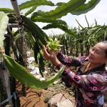 Khởi nguồn từ vốn vay ưu đãi từ NHCSXH, gia đình bà Nguyễn Thị Hằng ở xã Nhuế Dương, huyện Khoái Châu đã cải tạo hàng nghìn mét vuông đất để trồng cây thanh long và cây ăn quả khác cho giá trị kinh tế cao