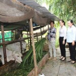 Chị Lê Thị Bé Chín ở huyện Chợ Mới (An Giang) vay vốn chính sách nuôi bò