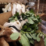 Đồng bào dân tộc trên địa bàn tỉnh Đắk Nông sử dụng vốn vay ưu đãi phát triển chăn nuôi dê