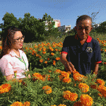 Gia đình ông Nguyễn Thành Lâm ở phường Hòa Xuân, quận Cẩm Lệ (TP Đà Nẵng) vay vốn NHCSXH để phát triển mô hình trồng hoa, thu nhập hàng trăm triệu đồng/năm