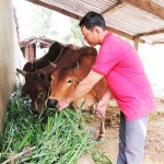 Ông Lương Đình Chinh chăm sóc bò được mua bằng nguồn vốn vay ưu đãi