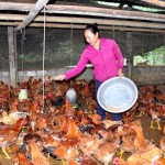 Bà Lợi Minh Hòa ở thôn Loa, xã Thành Long sử dụng vốn vay phát triển chăn nuôi gia cầm
