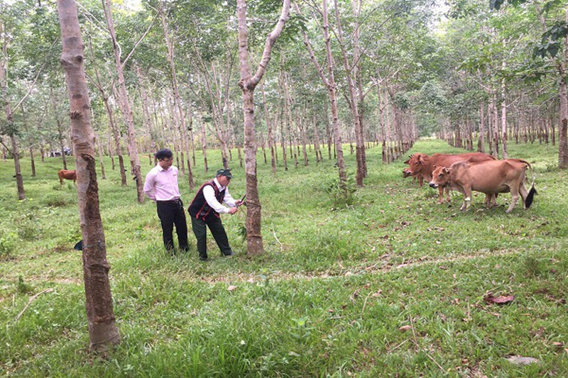 Mô hình trồng cây cao su và chăn nuôi bò của ông Hồ Sỹ Thi mang lại thu nhập hàng trăm triệu đồng/năm