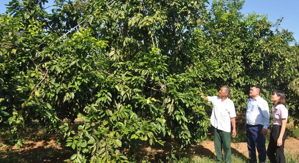Ông Chu Quốc Trụ ở xóm Mỹ Đình, xã Châu Đình cùng cán bộ NHCSXH thăm vườn cây ăn quả