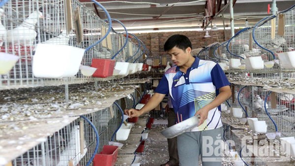 Anh Dương Trọng Bằng, xã Thượng Lan phát triển trang trại nuôi chim bồ câu từ nguồn vốn vay ưu đãi
