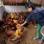 Hộ nghèo ở huyện Ba Bể vay vốn chính sách đầu tư chăn nuôi theo mô hình trang trại