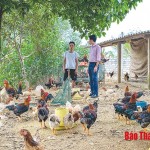 Được vay vốn từ chương trình hộ mới thoát nghèo của NHCSXH huyện Thạch Thành, gia đình chị Quách Thị Lan ở xã Thành An đầu tư phát triển chăn nuôi