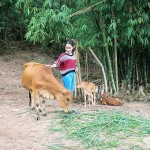 Nhờ nguồn vốn vay từ NHCSXH huyện theo Quyết định 2085/QĐ-TTg, gia đình chị Hồ Thị Nhép đã đầu tư chăn nuôi, từng bước cải thiện cuộc sống