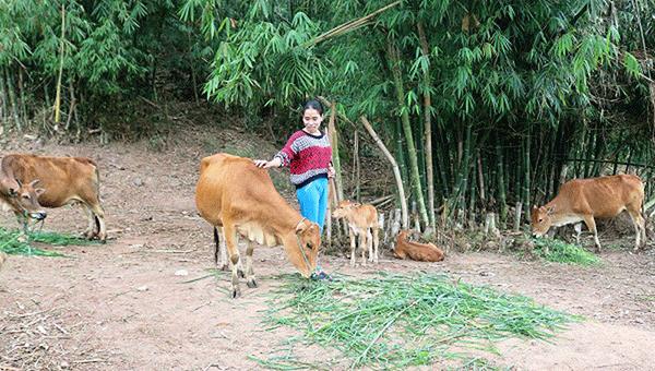 Nhờ nguồn vốn vay từ NHCSXH huyện theo Quyết định 2085/QĐ-TTg, gia đình chị Hồ Thị Nhép đã đầu tư chăn nuôi, từng bước cải thiện cuộc sống