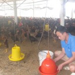 CCB Nguyễn Văn Thành ở thôn 2, xã Hòa Cuông, huyện Trấn Yên (Yên Bái) sử dụng nguồn vốn ưu đãi phát triển trang trại gà