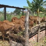 Nhờ được vay vốn chính sách, nhiều hộ nghèo trên địa bàn huyện Krông Pa có điều kiện phát triển chăn nuôi, cải thiện đời sống