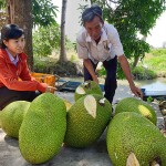 Nhiều nông dân xã Trà Long vay vốn NHCSXH trồng cây ăn quả cho thu nhập cao