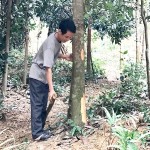 Phát huy hiệu quả nguồn vốn vay, rừng quế 2ha của gia đình anh Hà Minh Thược sắp thu hoạch, dự kiến thu nhập gần 200 triệu đồng