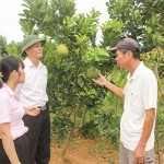 Ông Khuất Tiến Minh (bên phải) ở xã Tích Giang, huyện Phúc Thọ chia sẻ về kỹ thuật trồng bưởi với cán bộ NHCSXH