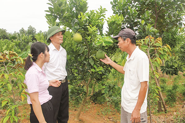 Ông Khuất Tiến Minh (bên phải) ở xã Tích Giang, huyện Phúc Thọ chia sẻ về kỹ thuật trồng bưởi với cán bộ NHCSXH