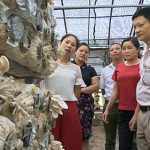 Hội Nông dân huyện Thường Tín thăm mô hình nấm của chị Nguyễn Thị Lan Phương