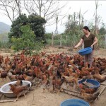 Mô hình nuôi gà của bà Vũ Thị Hà ở thôn Phú Lâm, xã Lâm Giang, huyện Văn Yên (Yên Bái) cho thu nhập hơn 50 triệu đồng/năm