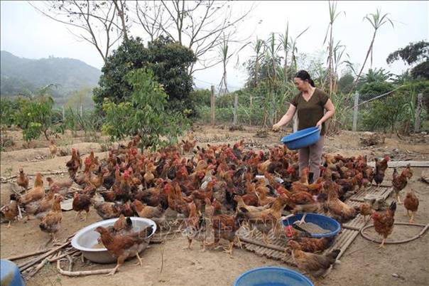 Mô hình nuôi gà của bà Vũ Thị Hà ở thôn Phú Lâm, xã Lâm Giang, huyện Văn Yên (Yên Bái) cho thu nhập hơn 50 triệu đồng/năm