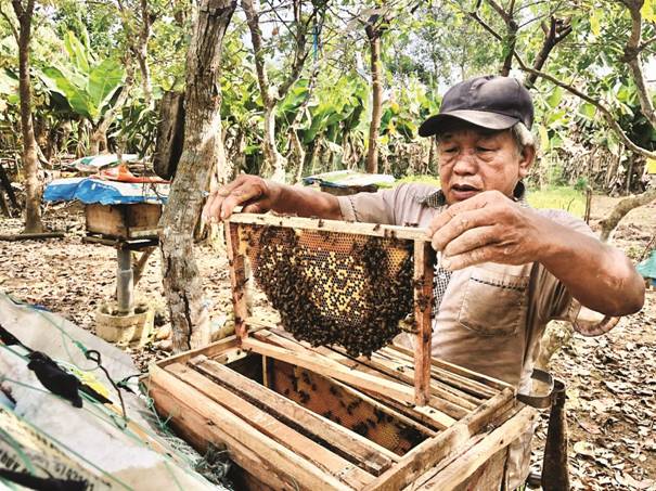 Từ nguồn vốn vay ưu đãi, ông Hà Văn Bàng đã phát triển mô hình nuôi ong lấy mật đem lại thu nhập ổn định