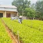 Từ nguồn vốn vay dành cho hộ mới thoát nghèo, chị Nguyễn Thị Hương ở xã Bình Hiệp, huyện Bình Sơn đã có điều kiện đầu tư làm vườn ươm