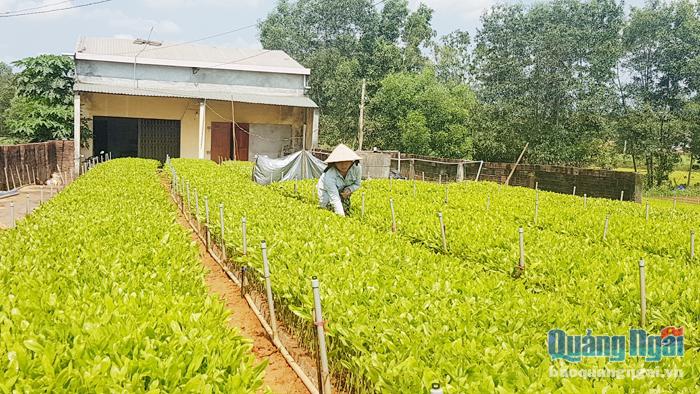 Từ nguồn vốn vay dành cho hộ mới thoát nghèo, chị Nguyễn Thị Hương ở xã Bình Hiệp, huyện Bình Sơn đã có điều kiện đầu tư làm vườn ươm