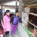 Chị em phụ nữ nghèo ở Thanh Hóa vay vốn đầu tư nuôi bò