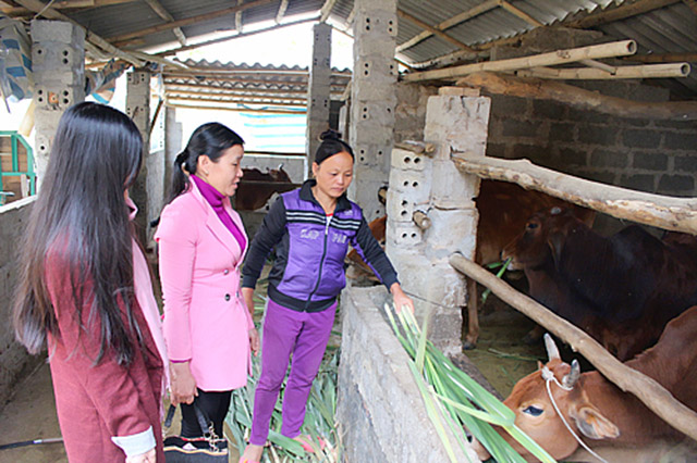 Chị em phụ nữ nghèo ở Thanh Hóa vay vốn đầu tư nuôi bò