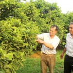Gia đình ông Nguyễn Văn Quảng vay vốn chăm sóc vườn cam, bưởi