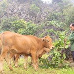 Gia đình ông Bùi Văn Nhạn vay vốn chính sách để nuôi bò