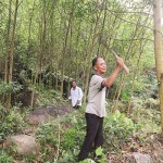 Ông Hồ Văn Quang vay 30 triệu đồng của NHCSXH để trồng cây keo, mở ra cơ hội thoát nghèo bền vững