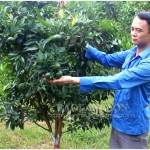 Đoàn viên thanh niên xã Đồng Giáp, huyện Văn Quan (Lạng Sơn) sử dụng nguồn vốn ưu đãi trồng cây ăn quả