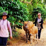 Người nghèo ở Bình Phước vay vốn chăn nuôi bò