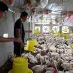 Mô hình nuôi gà theo hướng công nghệ khép kín đem lại thu nhập ổn định cho gia đình anh Phạm Văn Hùng ở xã Sơn Hóa, huyện Tuyên Hóa (Quảng Bình)