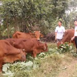 Từ nguồn vốn vay ưu đãi, gia đình anh Đinh Văn Tá có điều kiện đầu tư nuôi bò
Ảnh được thực hiện trước ngày 01/4/2020
