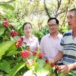 Cán bộ NHCSXH huyện Bù Gia Mập thăm vườn trồng cà phê của hộ ông Huỳnh Dũng thôn 19/5, xã Đức Hạnh
(Hình ảnh chụp trước ngày 01/4/2020)