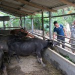 Mô hình nuôi trâu, bò sinh sản từ nguồn vốn ưu đãi giúp hội viên nông dân Yên Bái tăng thu nhập