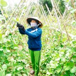 Bà Đinh Thị Duân ở thôn Suối Cát, xã Cam Hiệp Nam, huyện Cam Lâm (Khánh Hòa) trồng vườn rau từ nguồn vốn vay ưu đãi