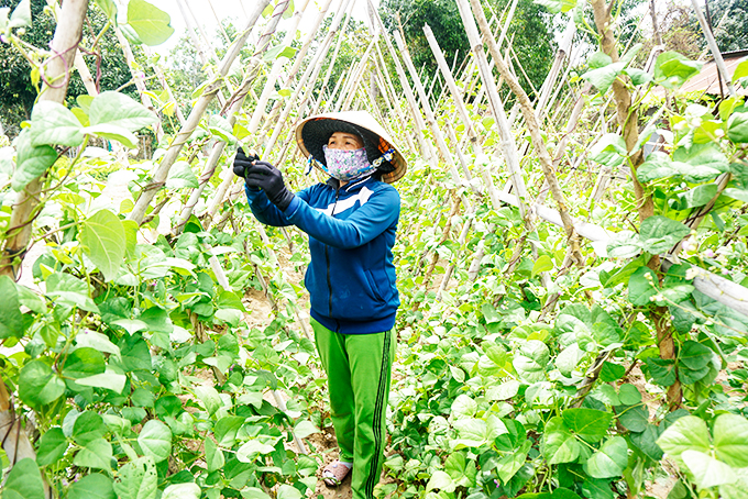 Bà Đinh Thị Duân ở thôn Suối Cát, xã Cam Hiệp Nam, huyện Cam Lâm (Khánh Hòa) trồng vườn rau từ nguồn vốn vay ưu đãi