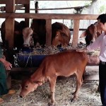 Ông Nguyễn Xuân Tiến ở thôn 4, xã Ia Dom, huyện Ia H’Drai (Kon Tum) phát triển đàn bò nhờ vay vốn chính sách
