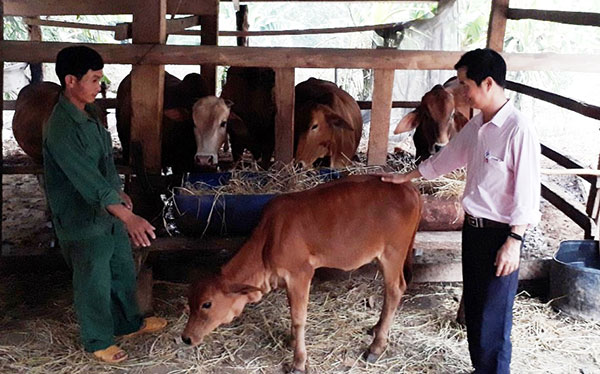 Ông Nguyễn Xuân Tiến ở thôn 4, xã Ia Dom, huyện Ia H’Drai (Kon Tum) phát triển đàn bò nhờ vay vốn chính sách