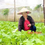 Cuộc sống gia đình chị Chu Thị Sen đang ổn định nhờ nguồn vốn vay ưu đãi