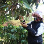 Chị H’Nhật Êban ở buôn Sút M’đưng, xã Cư Suê trồng xen cây ăn quả trong vườn cà phê tái canh của gia đình