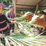Bà con Gia Lai đẩy mạnh chăn nuôi bò từ vốn tín dụng chính sách