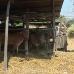 Đàn bò của gia đình ông Huỳnh Văn Nhà được phát triển từ vốn vay NHCSXH