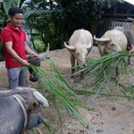 Nông dân Hà Giang sử dụng vốn vay ưu đãi phát triển chăn nuôi trâu