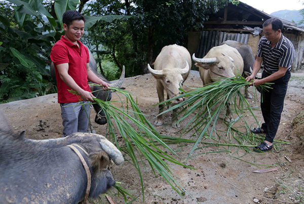 ha giang