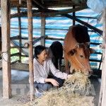 Gia đình chị Phạm Thị Tuyết đã có điều kiện phát triển chăn nuôi nhờ vốn vay ưu đãi