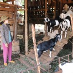 Đàn dê của gia đình bà Nguyễn Thị Thơm ở thôn 4, xã Cư Suê phát triển tốt nhờ nguồn vốn vay của NHCSXH huyện